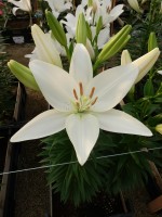 [5699 DJ LA-10 No02.JPG]